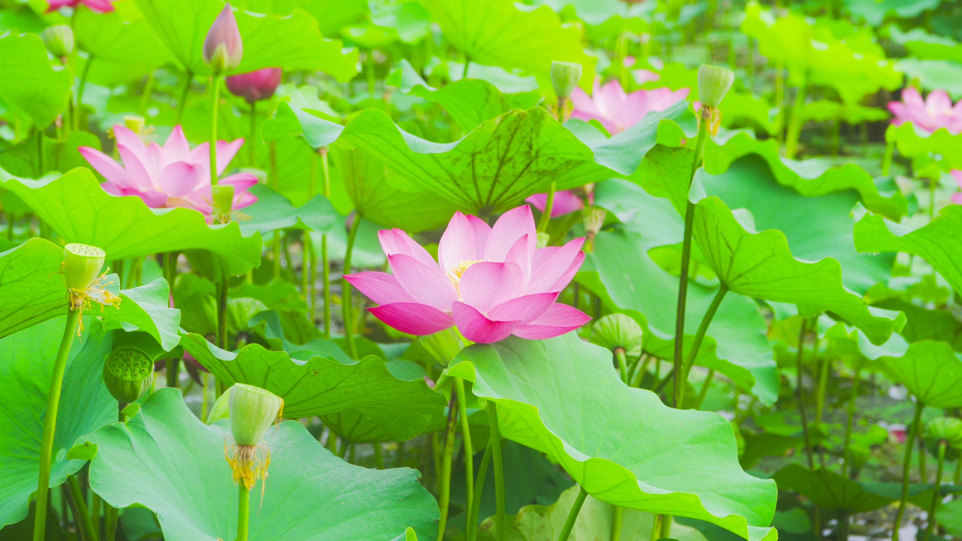 夏天的景色