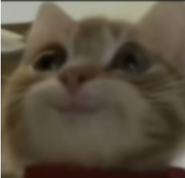 猫咪图片